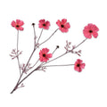 PINK CMSS 80