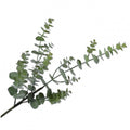 EUCALYPTUS GREEN 80