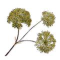 HOGWEED GREEN 80
